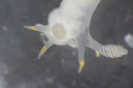 Image of Nudibranchia