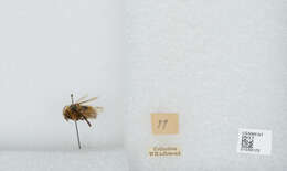 Image de Bombus sylvicola Kirby 1837