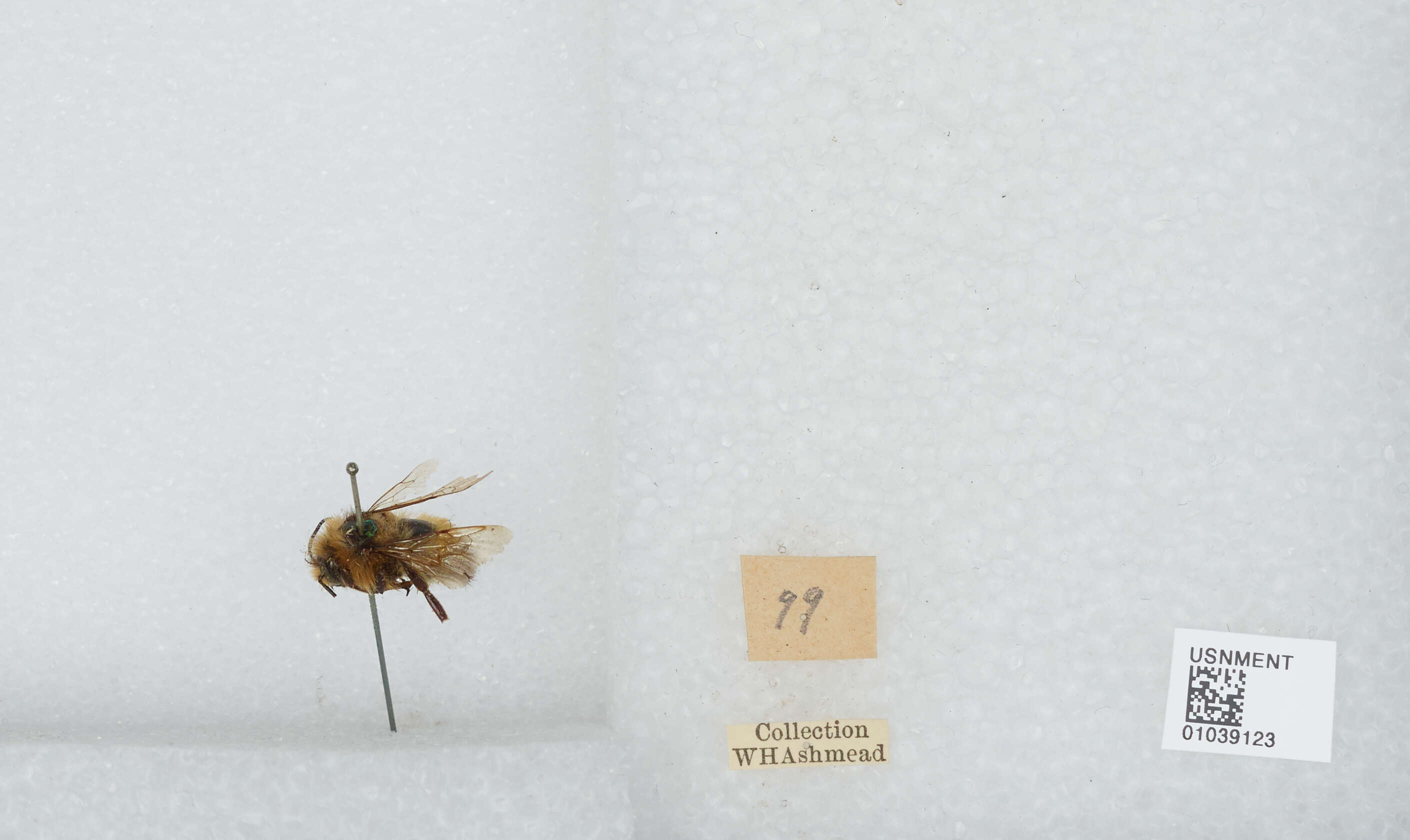 Image de Bombus sylvicola Kirby 1837