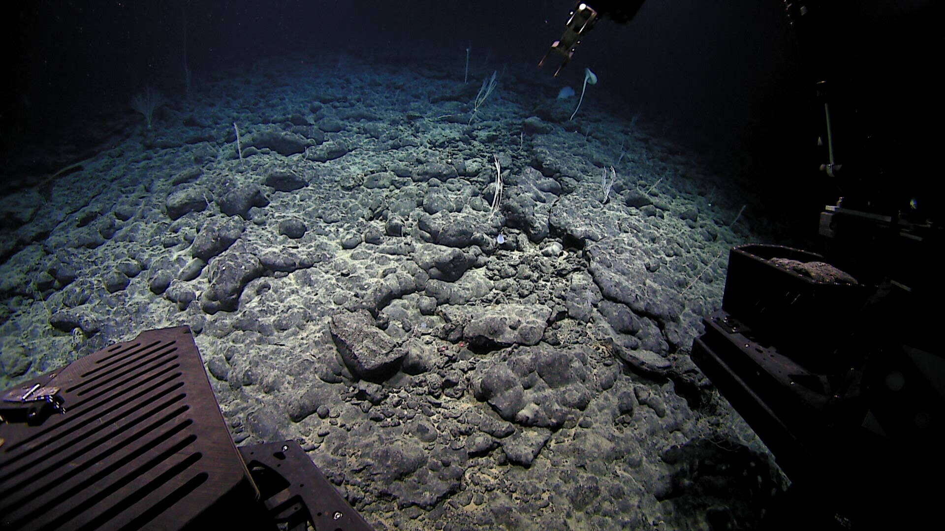 Image of Chrysogorgia pinnata Cairns 2007