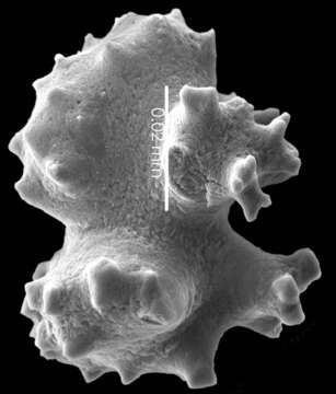 Image of Pleurocorallium niveum (Bayer 1956)