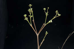 Image de Euphorbia schlechtendalii Boiss.