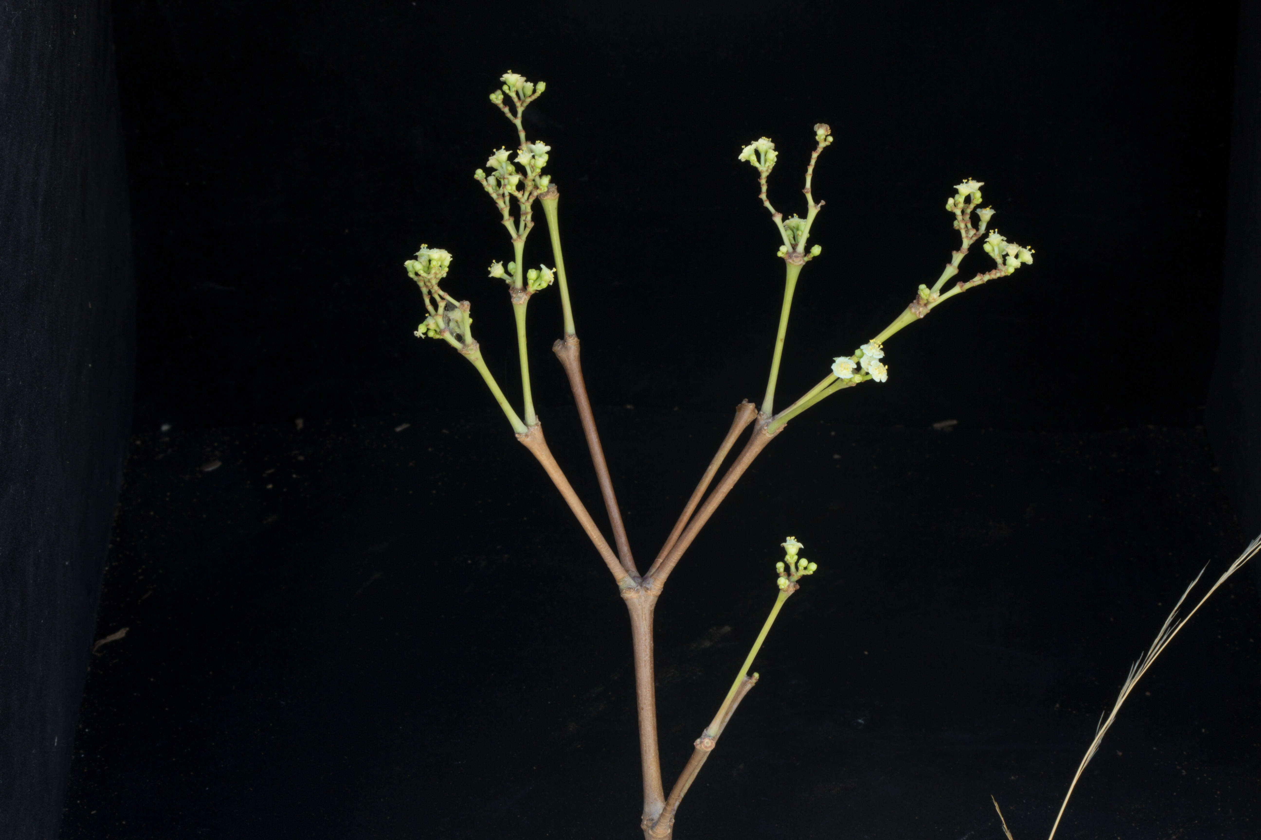 Image de Euphorbia schlechtendalii Boiss.