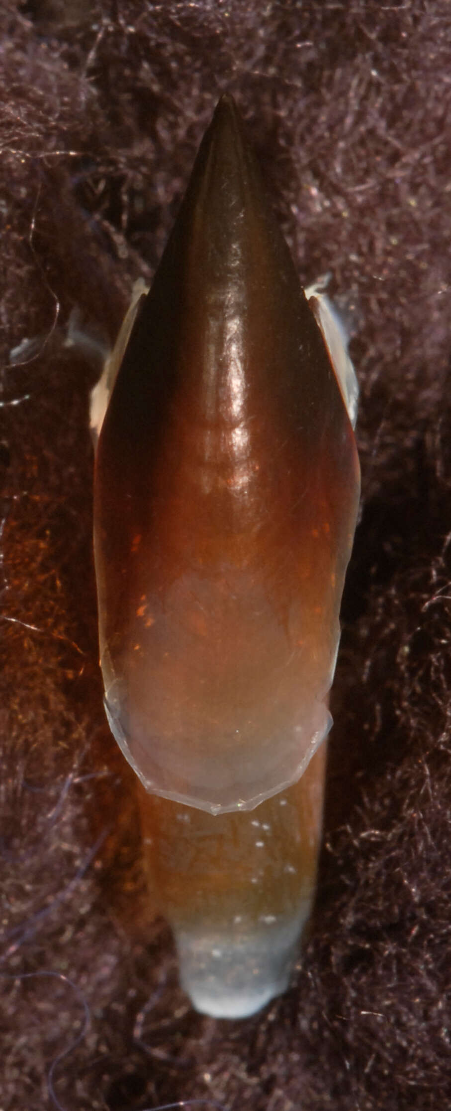 Image of Coffee bean scaled squid