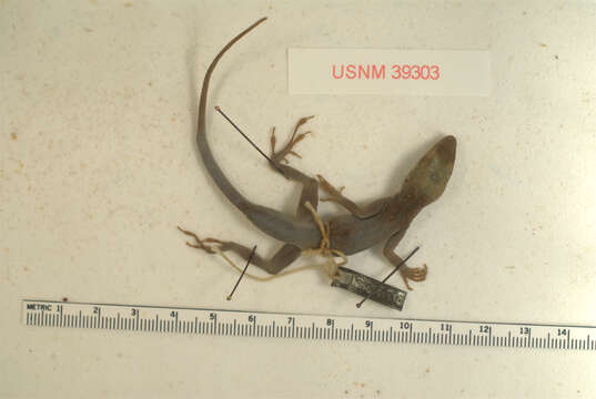 Image of Plymouth Anole