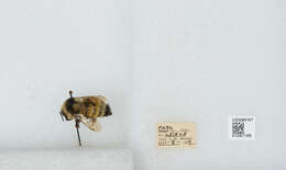 Image of Two Form Bumble Bee