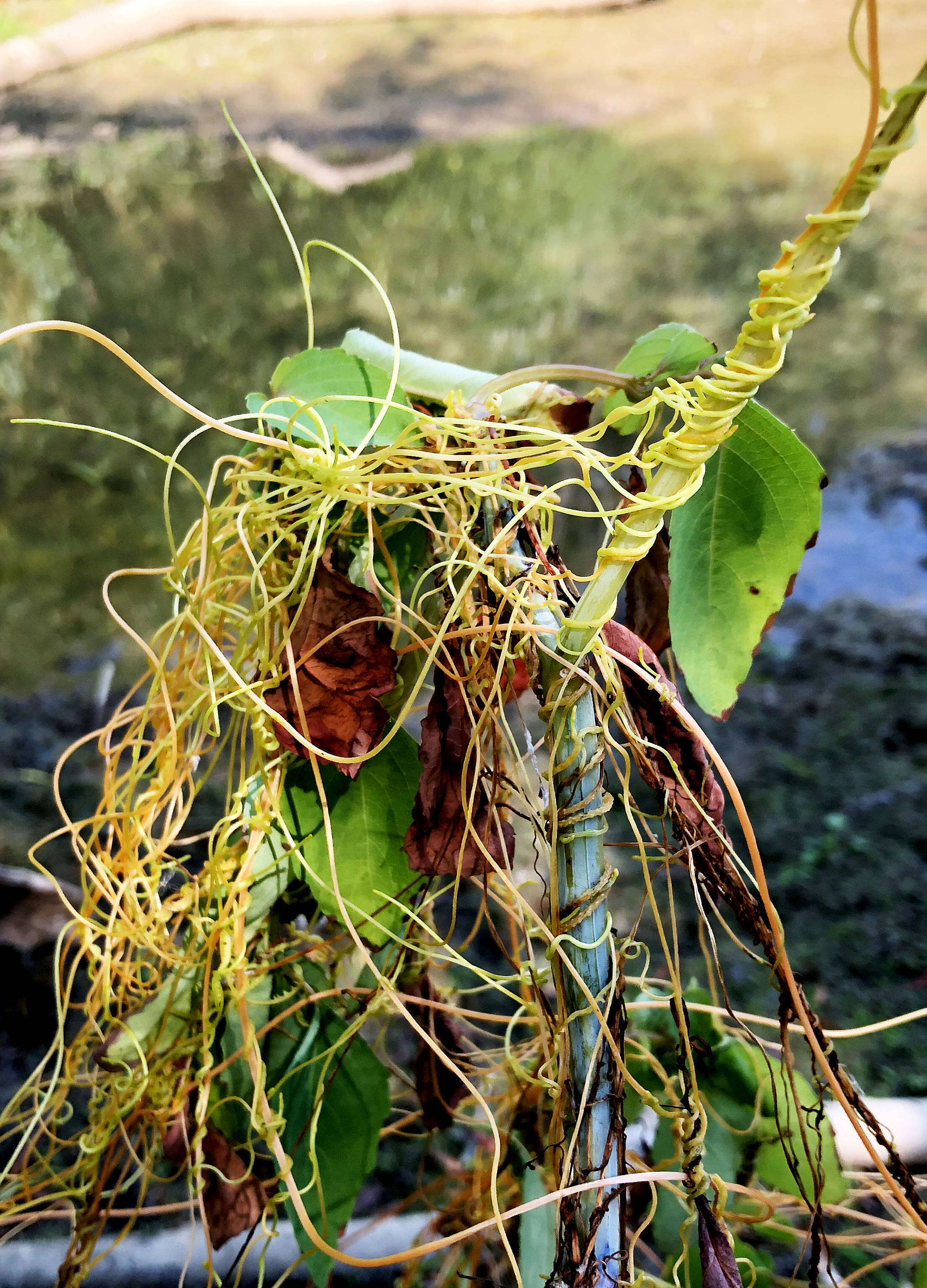 Image of Cuscuta L.