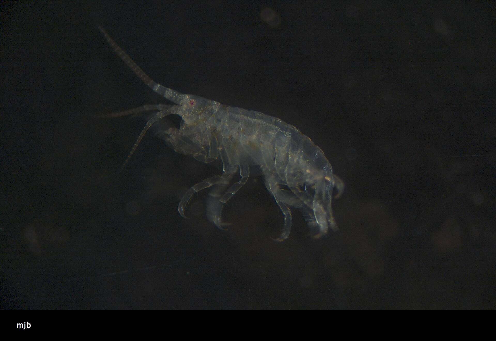 Image of Amphipoda