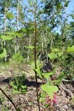 Слика од Erythrina herbacea L.