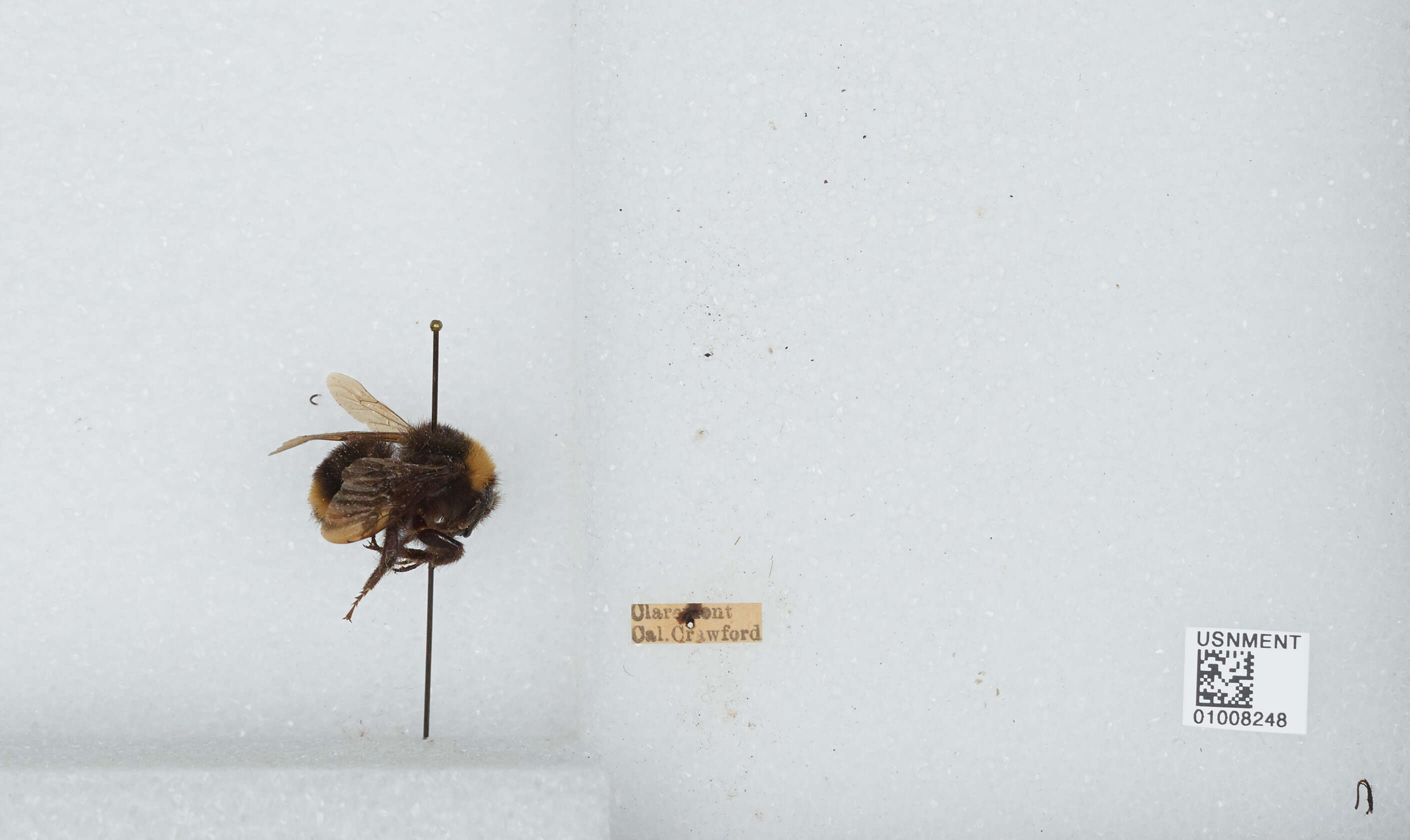 Imagem de Bombus californicus Smith 1854