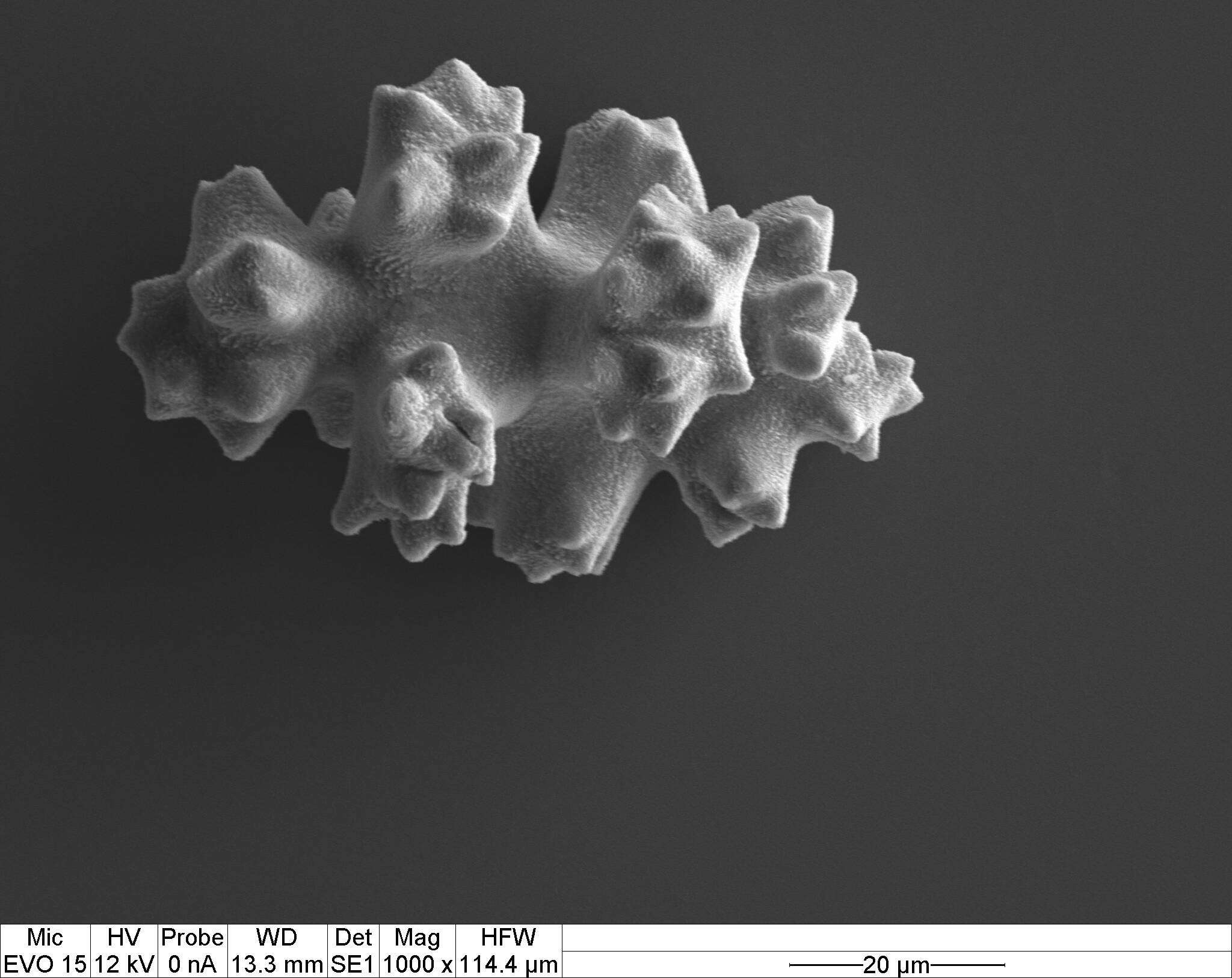 Image of Pleurocorallium porcellanum (Pasternak 1981)