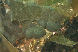 Image of Codium setchellii