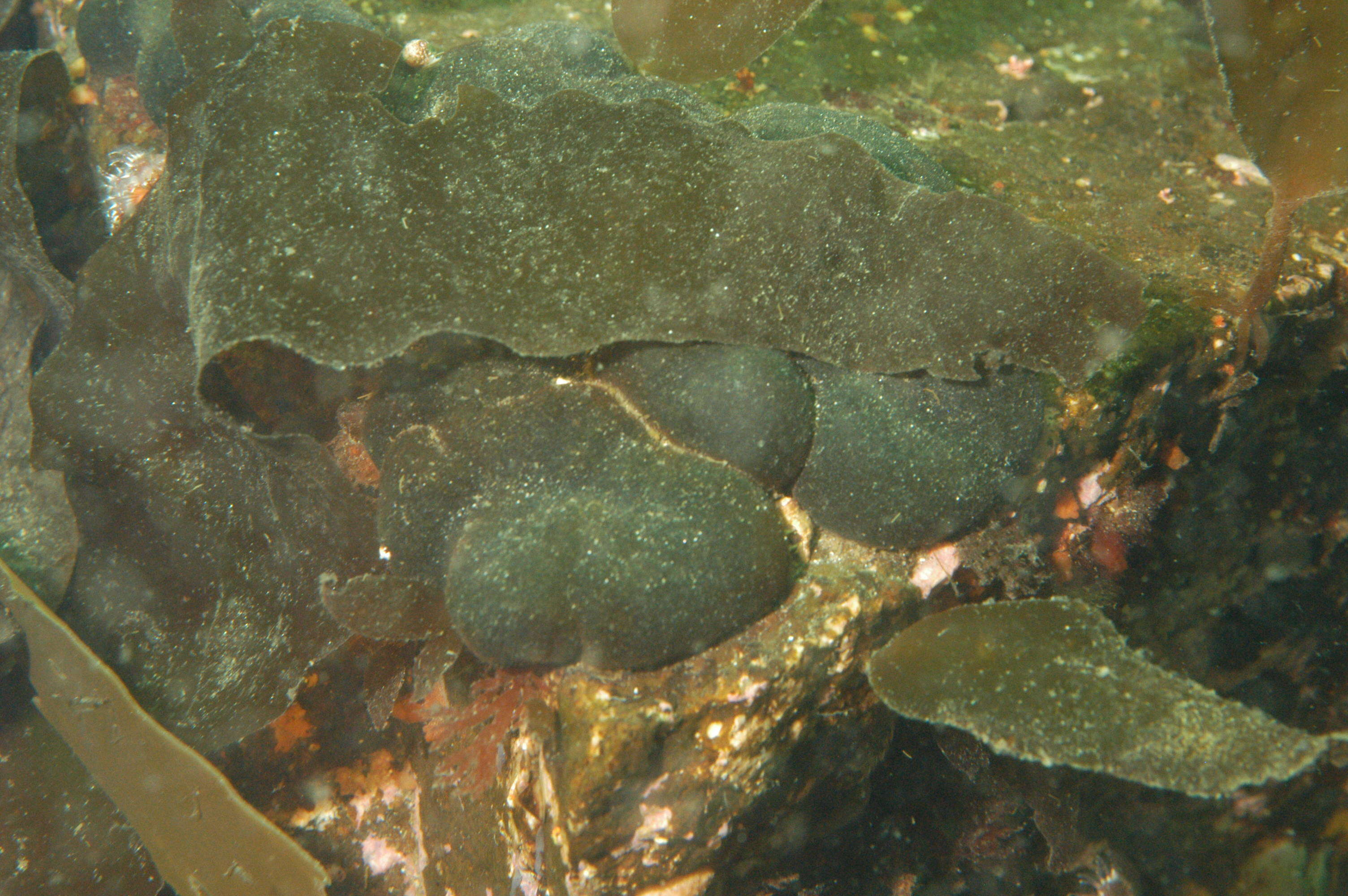 Image of Codium setchellii