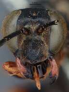 Image of Katydid Wasp