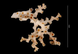 Image of Carolina's Ivory Coral