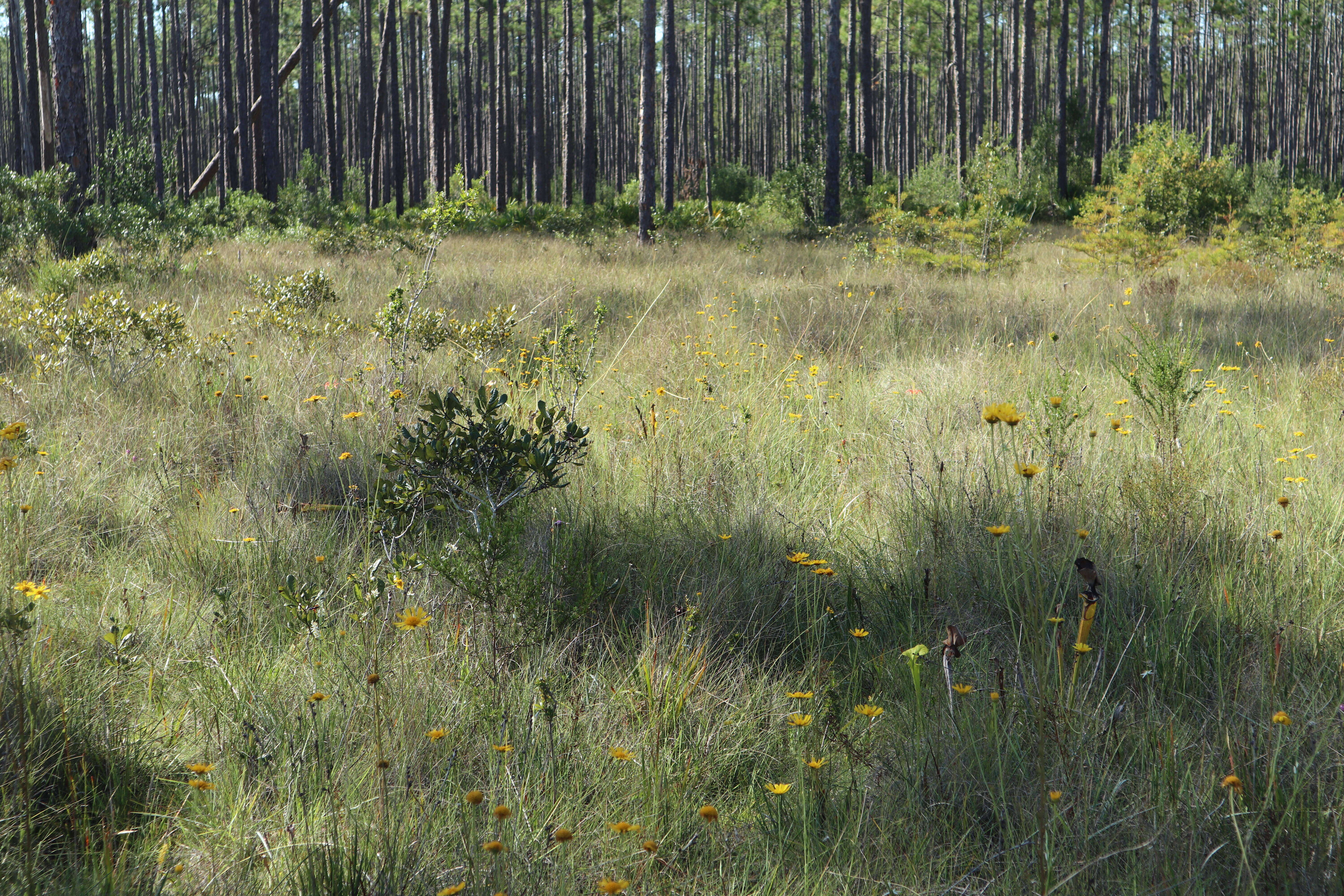 Image of oneflower honeycombhead