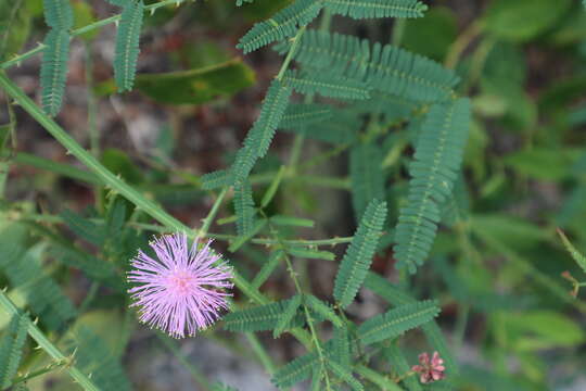 Image of Mimosa floridana