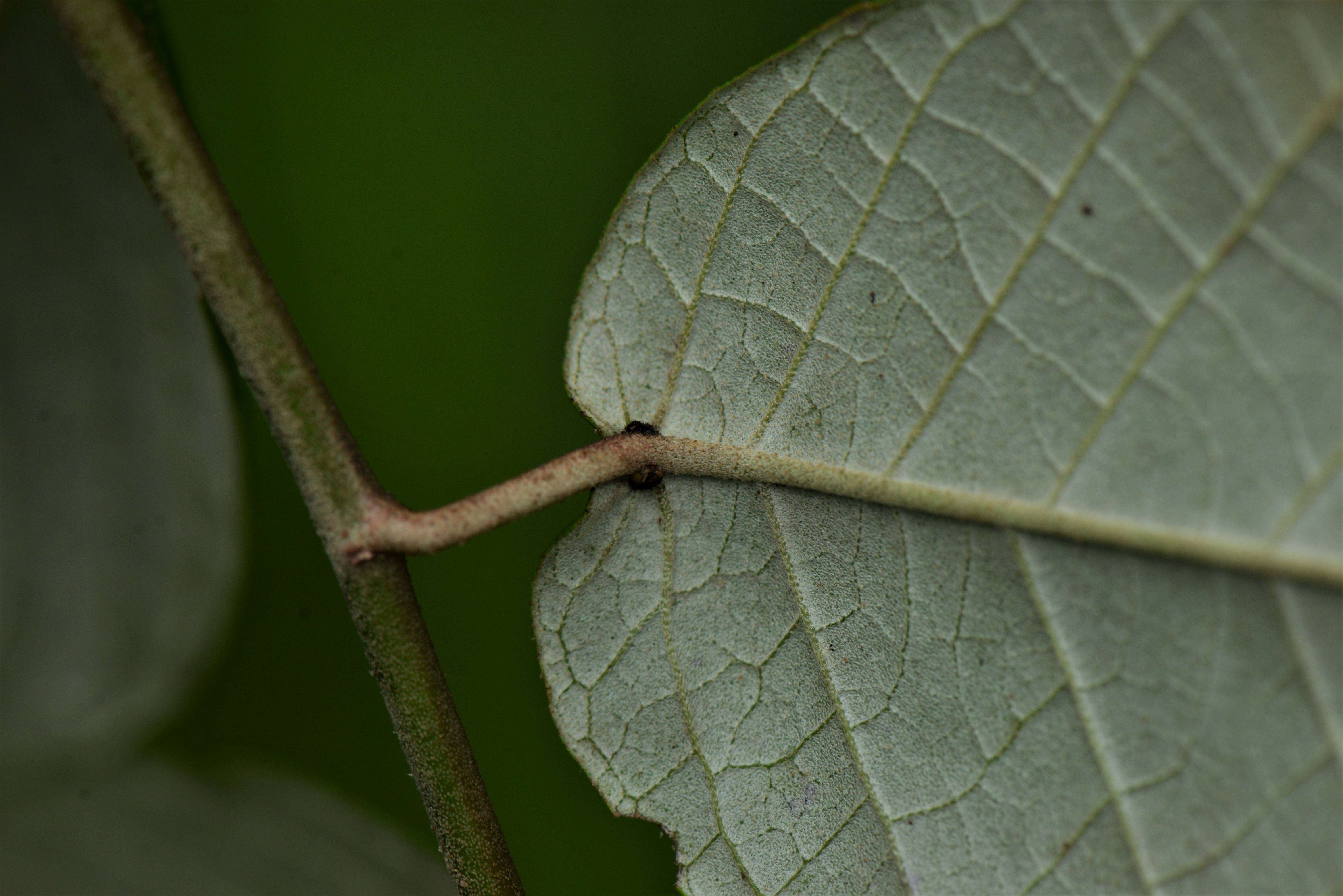 Sivun Croton L. kuva