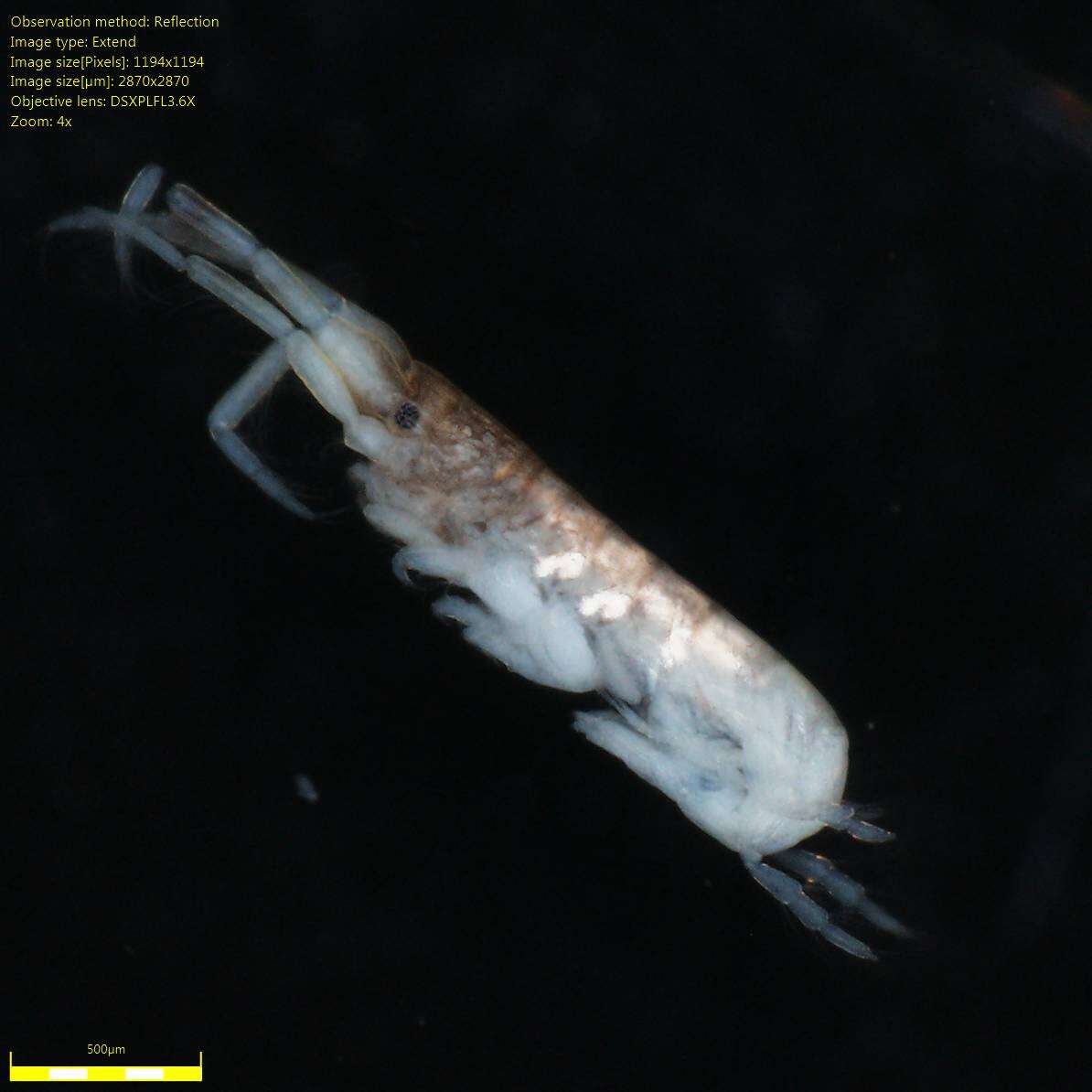 Image of Amphipoda