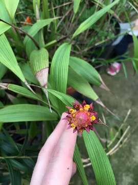 Image of Elleanthus purpureus (Rchb. fil.) Rchb. fil.