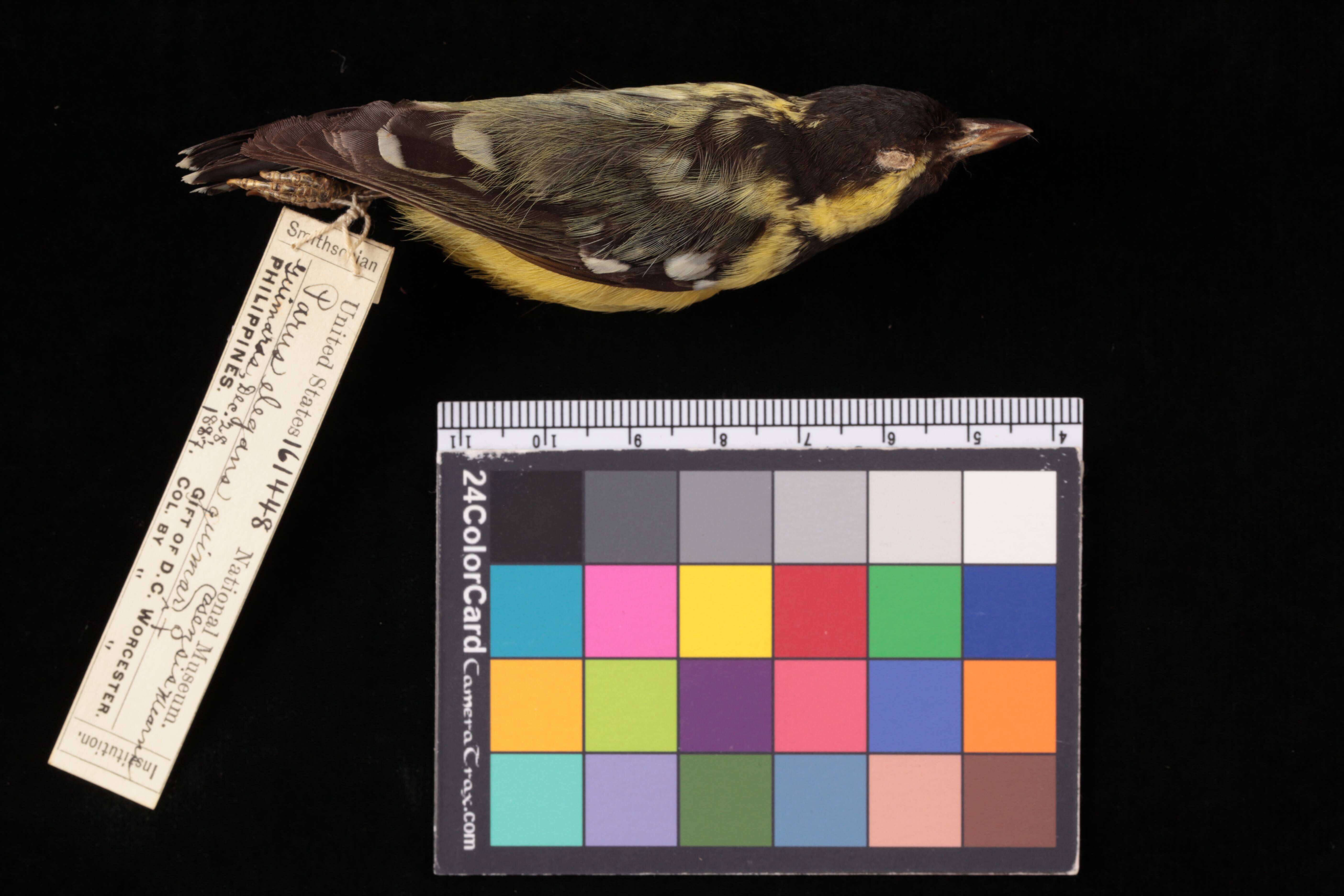 Image of <i>Parus elegans</i>