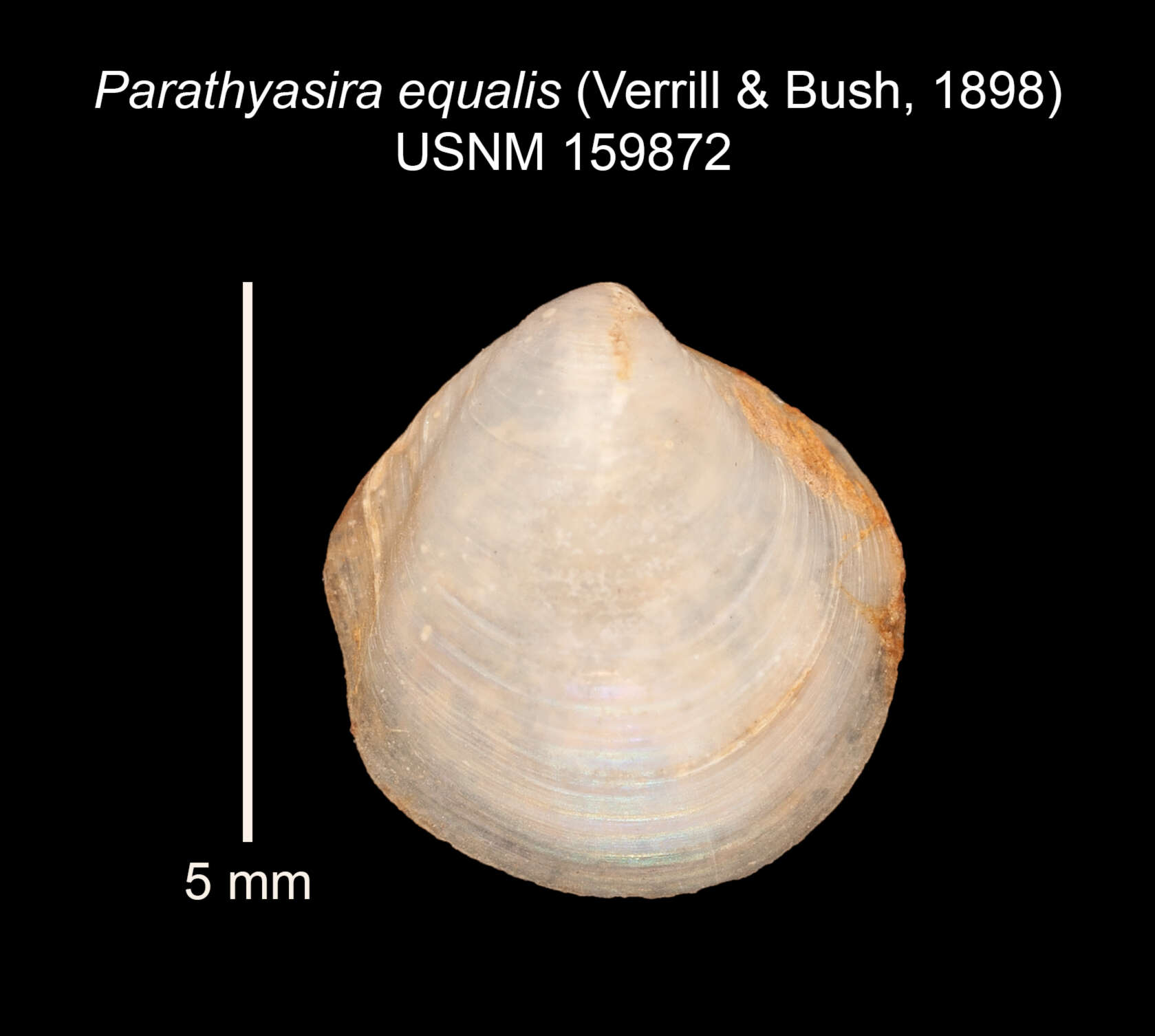 Image of Parathyasira equalis (Verrill & Bush 1898)