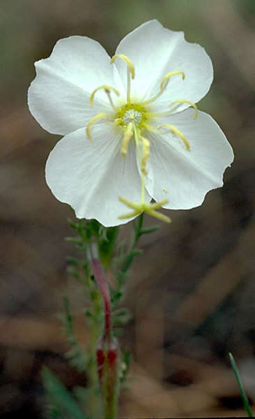 Imagem de Oenothera coronopifolia Torr. & Gray