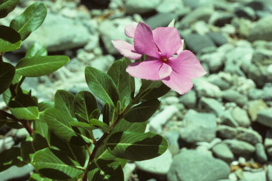 Image of Madagascar periwinkle