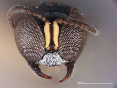 Image of Crossocerus kamateensis Tsuneki 1971