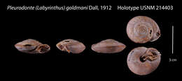 Image of Pleurodonte (Labyrinthus) goldmani Dall