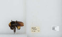 Image of American Bumblebee