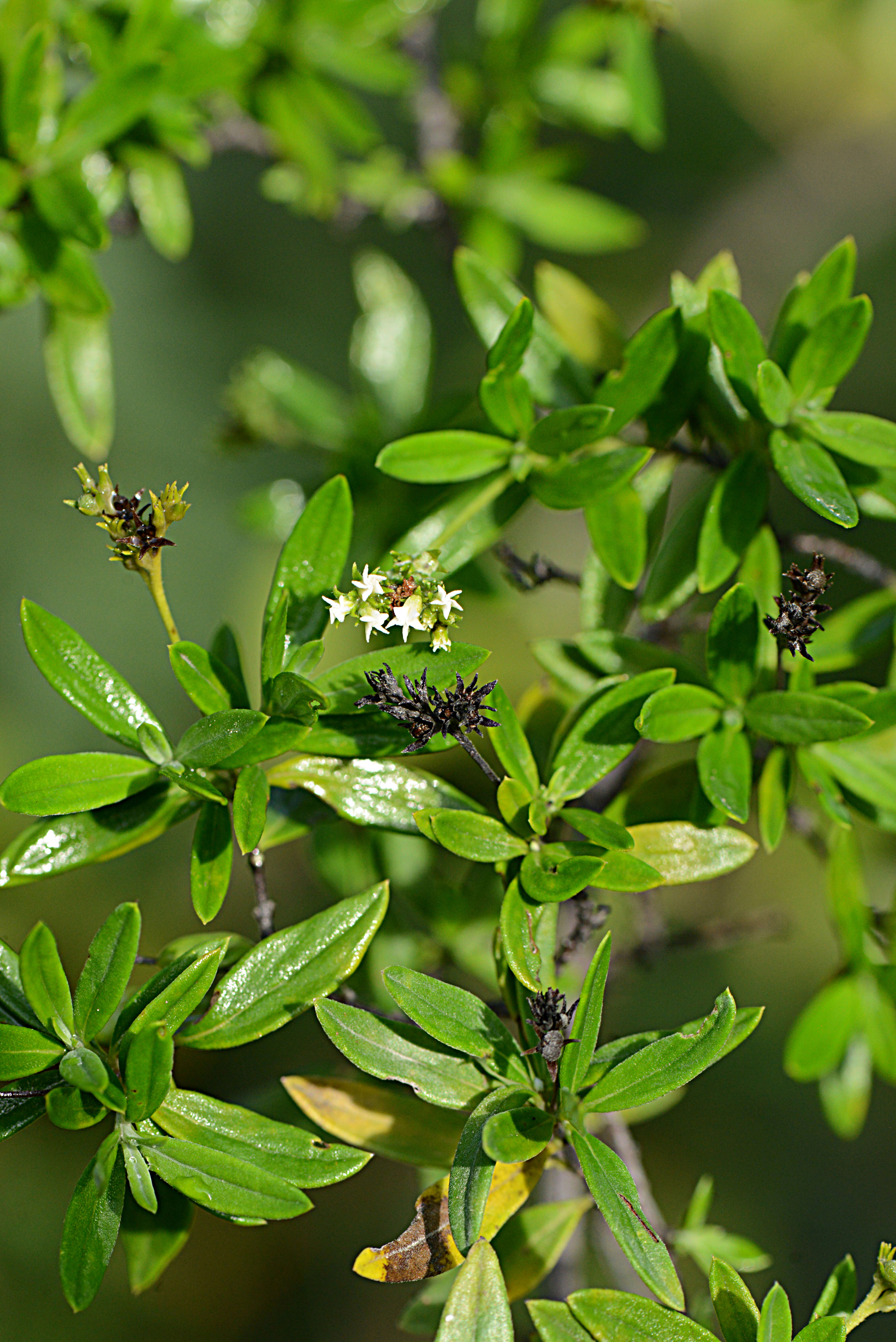 Image of Euploca calcicola (Fernald) J. I. M. Melo