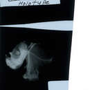 Sivun Polyipnus oluolus Baird 1971 kuva