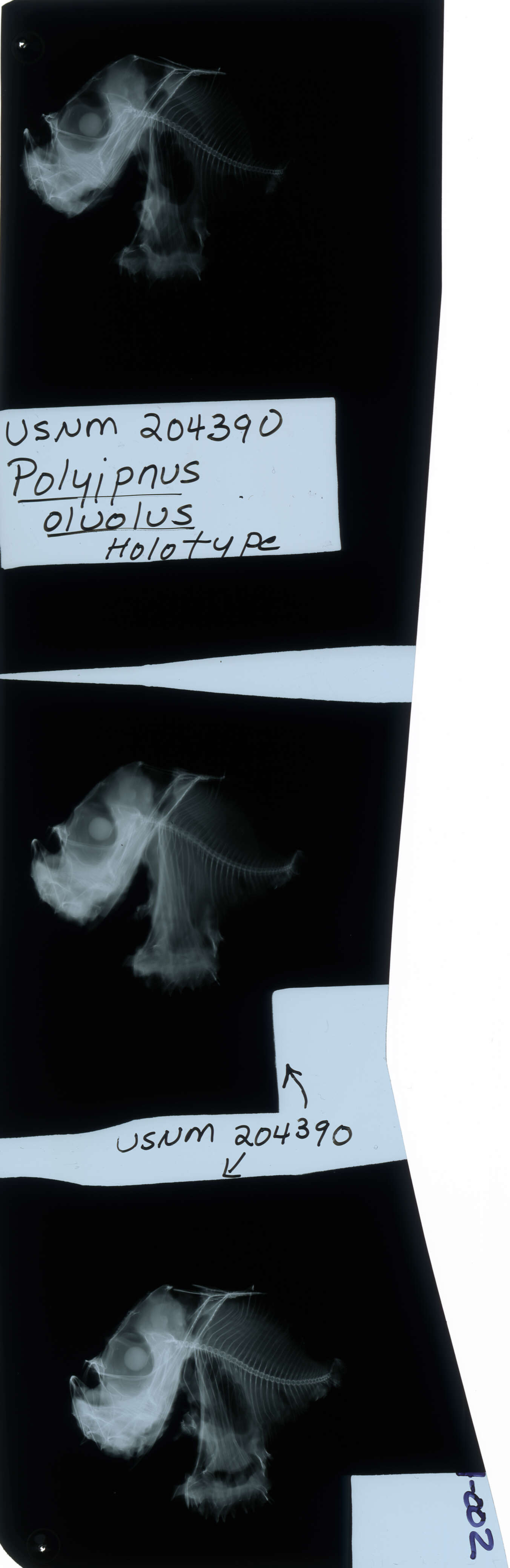 Image of Polyipnus oluolus Baird 1971