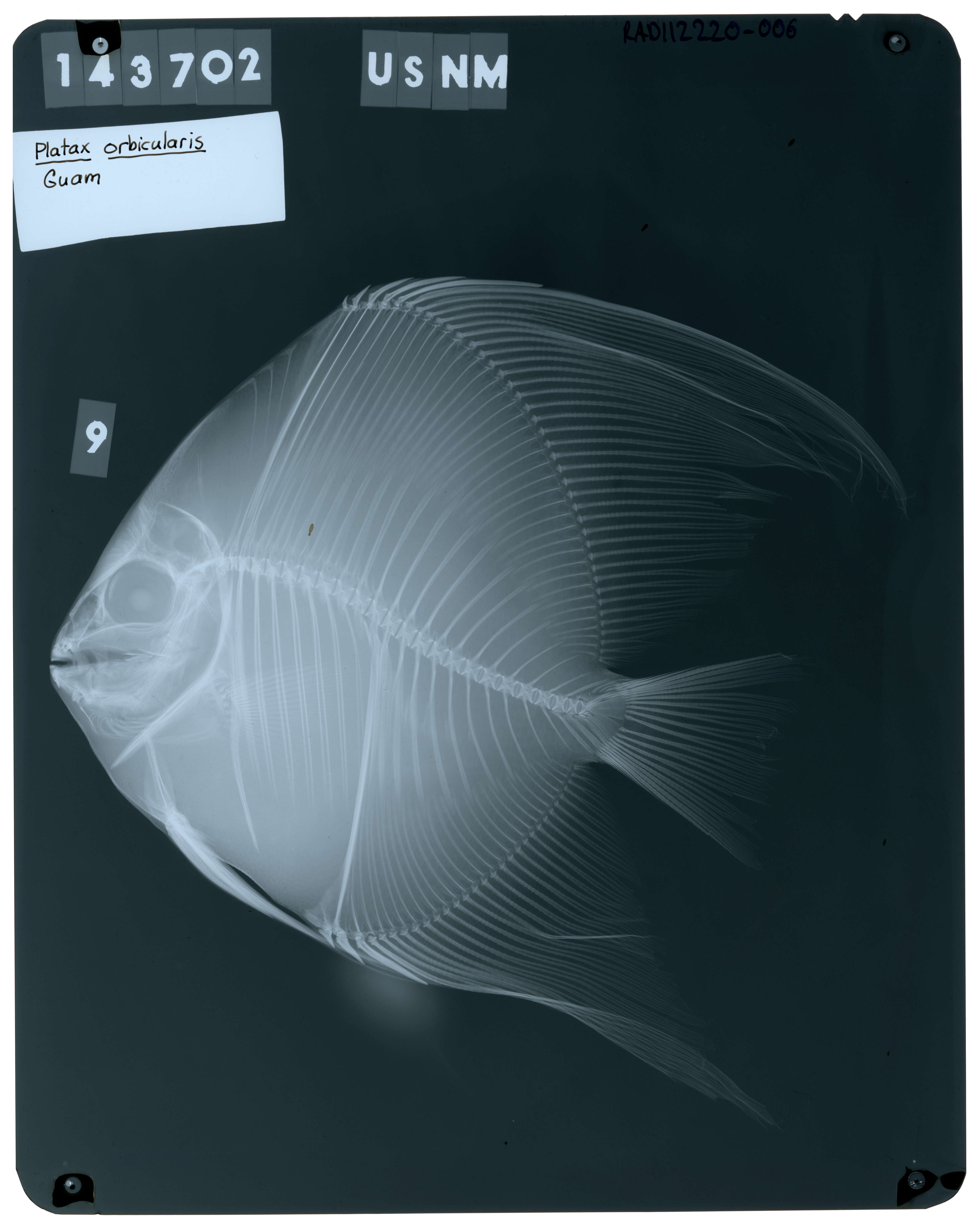 Image of Orbicular batfish