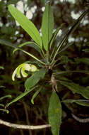 Слика од Clermontia arborescens subsp. waihiae (Wawra) Lammers