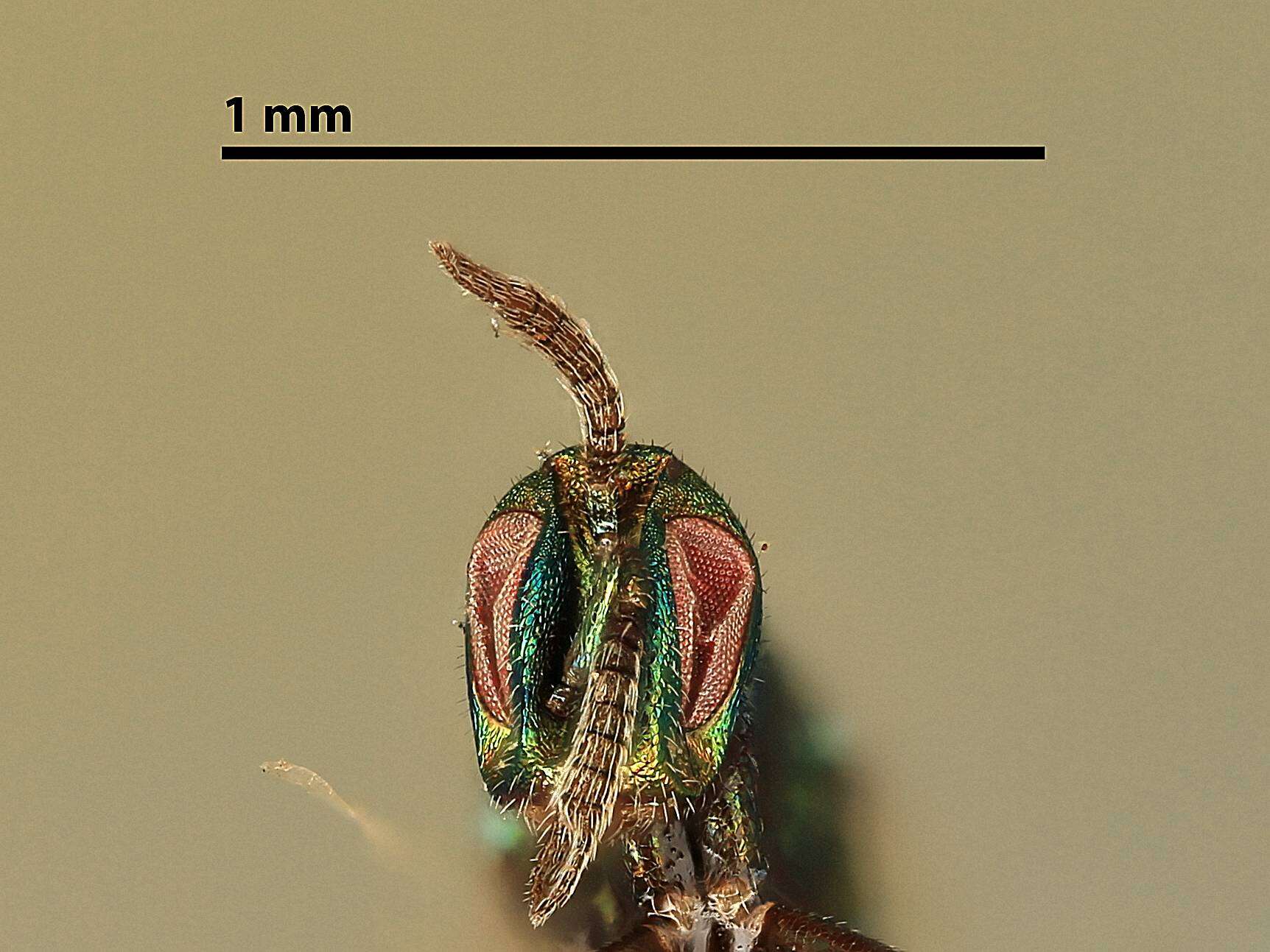 Image of Idiomacromerus longfellowi Girault 1917