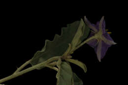 Image of silverleaf nightshade