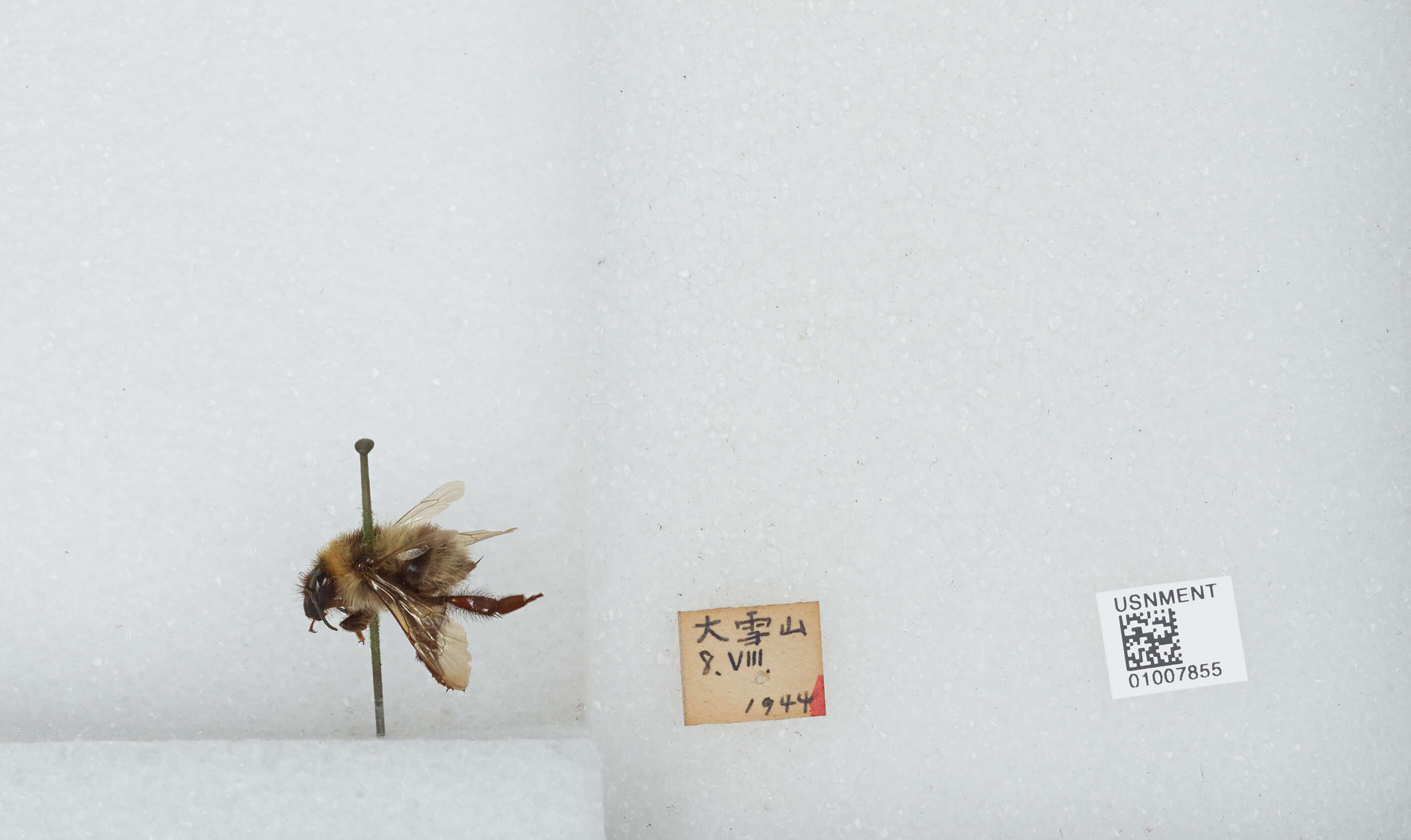 Imagem de Bombus diversus Smith 1869