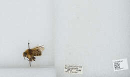 Image of Sitka bumble bee