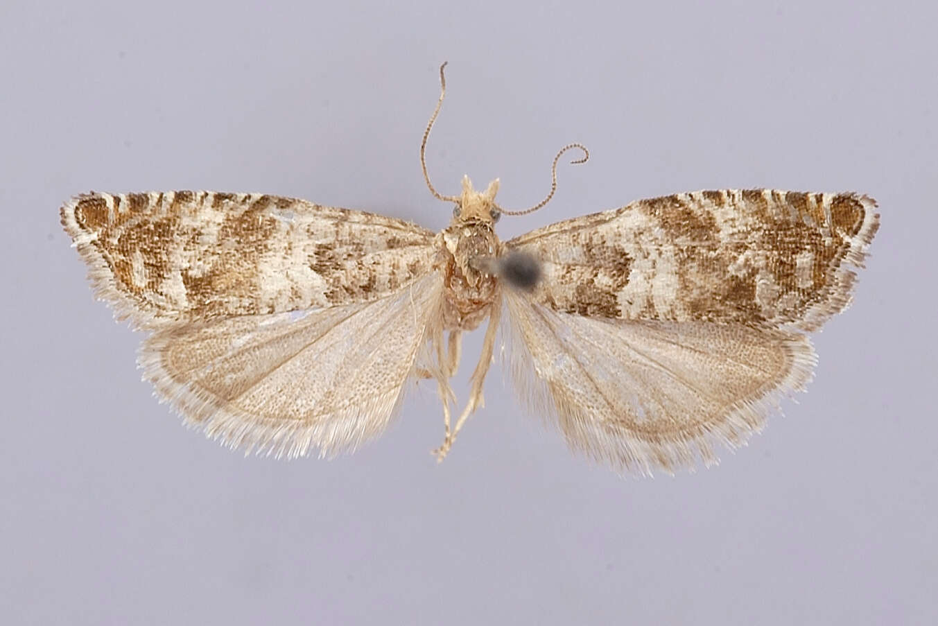 Image of Epinotia silvertoniensis Heinrich 1923