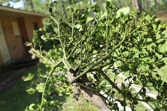 Image de Dendrophthora leucocarpa (Patschovsky) Trel.