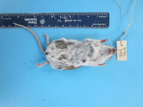 Image of White-footed Deermouse