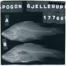 Image of Gjellerup&#39;s cardinalfish