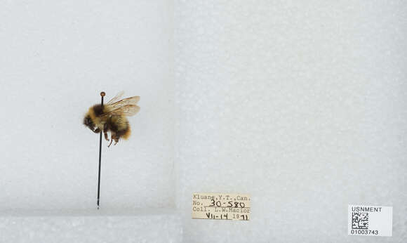 Image of Frigid Bumble Bee