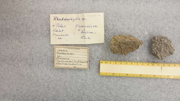Image of Retiophyllia Cuif 1967