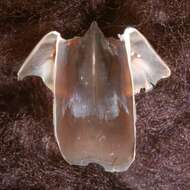 Image de Grimpoteuthis boylei Collins 2003