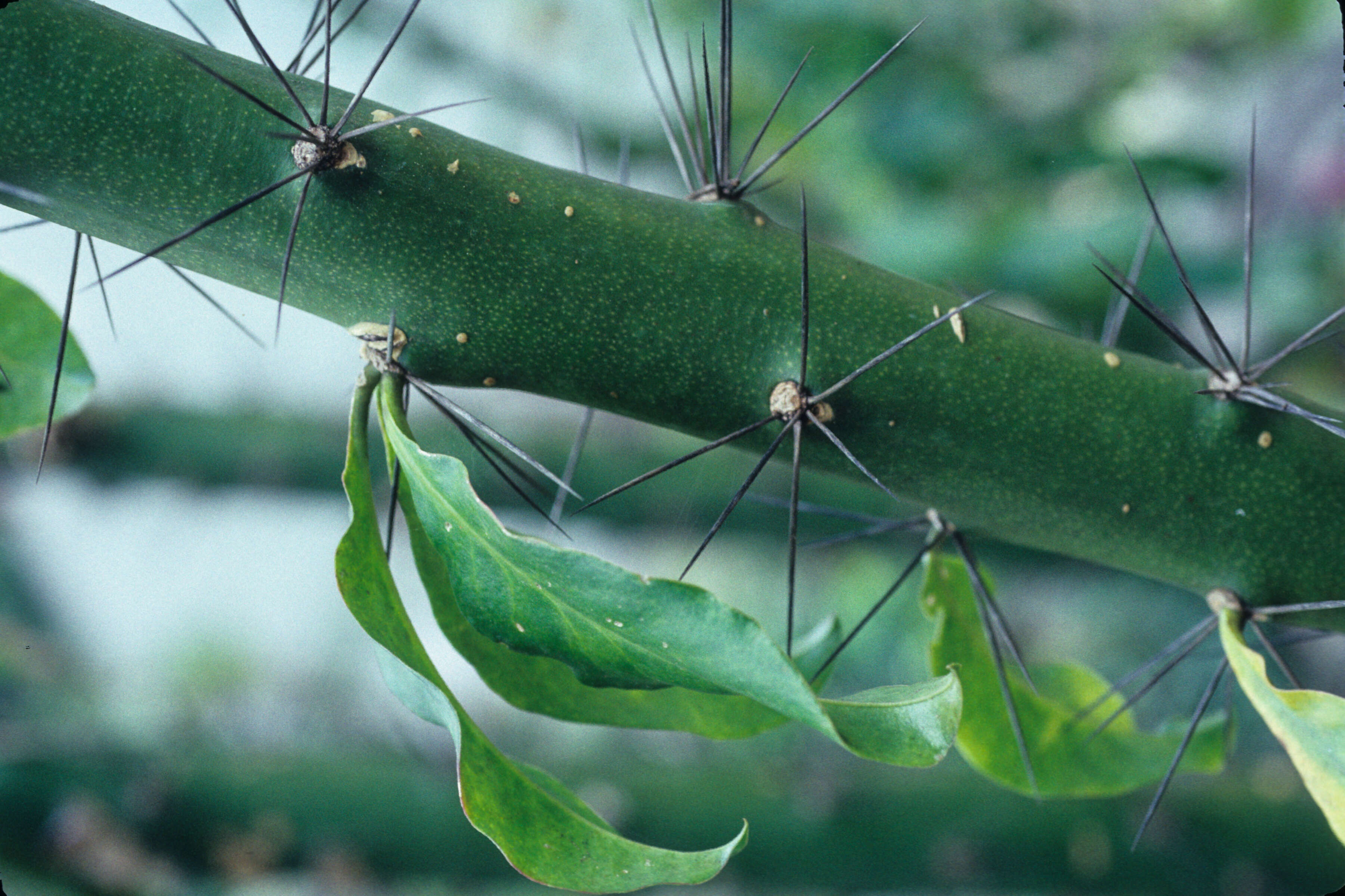 Image of Barbados shrub