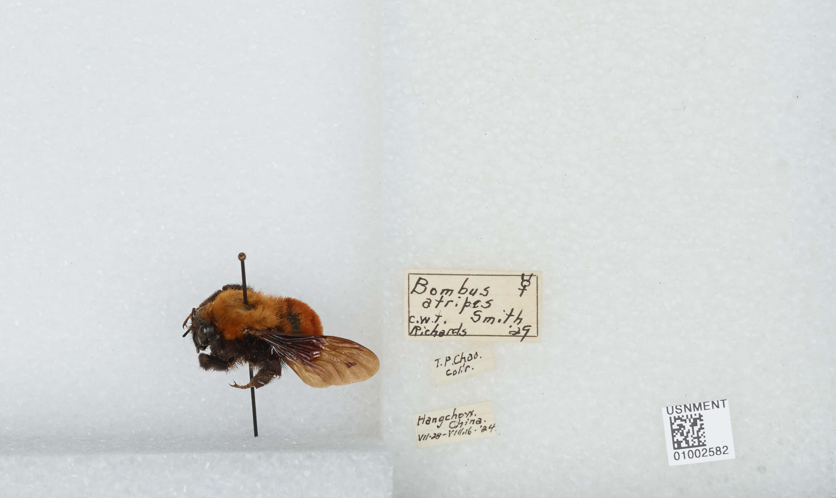 Image of Bombus atripes Smith 1852