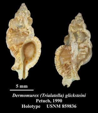 Image de Dermomurex glicksteini Petuch 1987